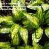 Thumbnail #3 of Hosta  by gretaduck