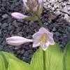 Thumbnail #4 of Hosta  by gretaduck