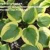 Thumbnail #1 of Hosta  by gretaduck