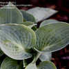 Thumbnail #2 of Hosta  by VWgarden