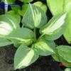 Thumbnail #2 of Hosta  by jody