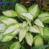 Thumbnail #3 of Hosta  by bert