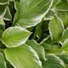 Thumbnail #2 of Hosta  by growin