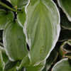 Thumbnail #3 of Hosta  by growin