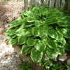 Thumbnail #2 of Hosta  by Mctavish