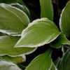 Thumbnail #4 of Hosta  by growin
