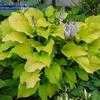 Thumbnail #2 of Hosta  by jody