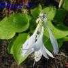 Thumbnail #2 of Hosta  by jody