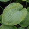 Thumbnail #2 of Hosta  by growin