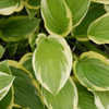 Thumbnail #4 of Hosta  by growin