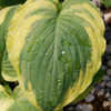 Thumbnail #1 of Hosta  by growin