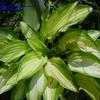 Thumbnail #4 of Hosta  by bert