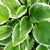 Thumbnail #3 of Hosta  by bonehead