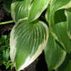 Thumbnail #1 of Hosta  by growin