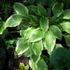 Thumbnail #4 of Hosta  by growin