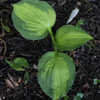 Thumbnail #3 of Hosta  by wiggiej