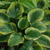 Thumbnail #3 of Hosta  by Gabrielle