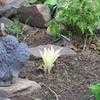 Thumbnail #5 of Hosta  by GardenGeek_WI