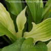 Thumbnail #2 of Hosta  by DaylilySLP