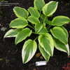 Thumbnail #2 of Hosta montana by joycet