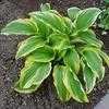 Thumbnail #5 of Hosta montana by bert