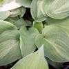 Thumbnail #2 of Hosta  by jody