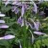 Thumbnail #4 of Hosta  by gretaduck