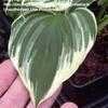 Thumbnail #1 of Hosta  by gretaduck