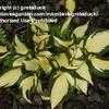 Thumbnail #1 of Hosta  by gretaduck