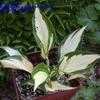 Thumbnail #3 of Hosta  by KevinMc