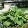 Thumbnail #1 of Hosta  by SWAMPSUZIE