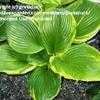 Thumbnail #2 of Hosta  by gretaduck