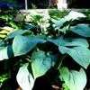 Thumbnail #2 of Hosta  by lowtech