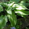 Thumbnail #4 of Hosta  by Mctavish