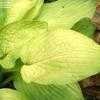 Thumbnail #5 of Hosta  by henryr10