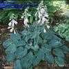 Thumbnail #2 of Hosta  by kees