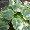 Thumbnail #3 of Hosta  by sandy4