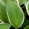 Thumbnail #2 of Hosta  by growin