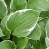 Thumbnail #1 of Hosta  by growin