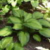 Thumbnail #2 of Hosta  by Eleven