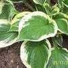 Thumbnail #2 of Hosta  by jody