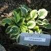 Thumbnail #3 of Hosta  by GardenGeek_WI