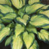 Thumbnail #1 of Hosta  by gretaduck