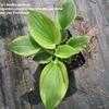 Thumbnail #1 of Hosta  by bentleygardens