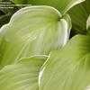 Thumbnail #2 of Hosta  by Paulwhwest