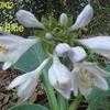 Thumbnail #2 of Hosta  by Greenwood
