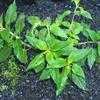 Thumbnail #5 of Salvia elegans by Weezingreens