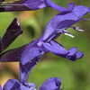 Thumbnail #3 of Salvia guaranitica by DaylilySLP