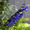 Thumbnail #5 of Salvia guaranitica by sunkissed