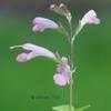 Thumbnail #3 of Salvia greggii by Floridian